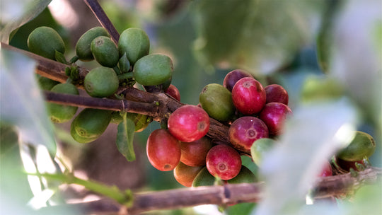 Ripe and unripe coffee cherries at Mio Farm in Brazil
