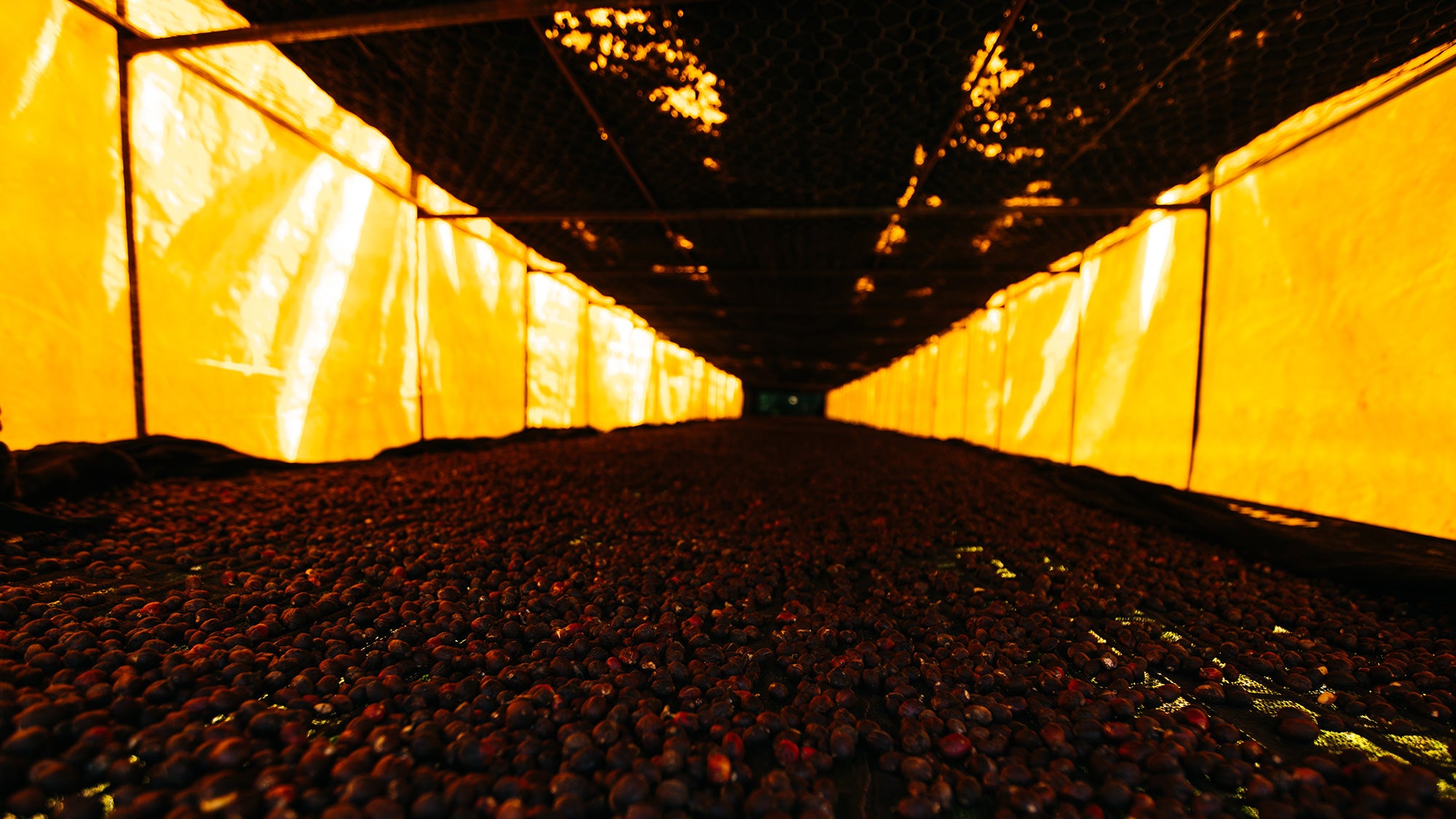 Learn — Washed Coffee: Process & Flavour