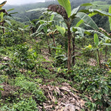 Altos de Saraguallas