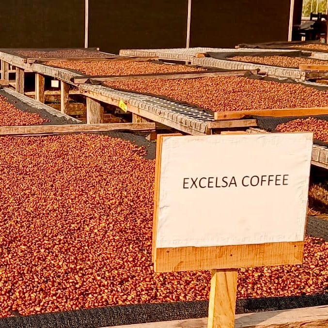 From Nzara to London: where our Excelsa comes from.