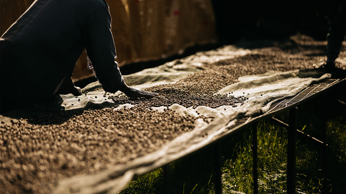 Man spreading specialty coffee cherries on tables to dry in Kenya 