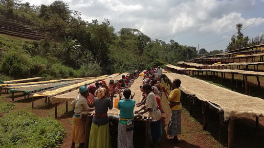 Woman gathering around a coffee processing station in Ethiopia