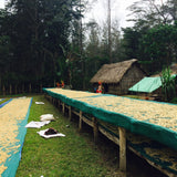 PARADISE MOUNTAIN DECAF