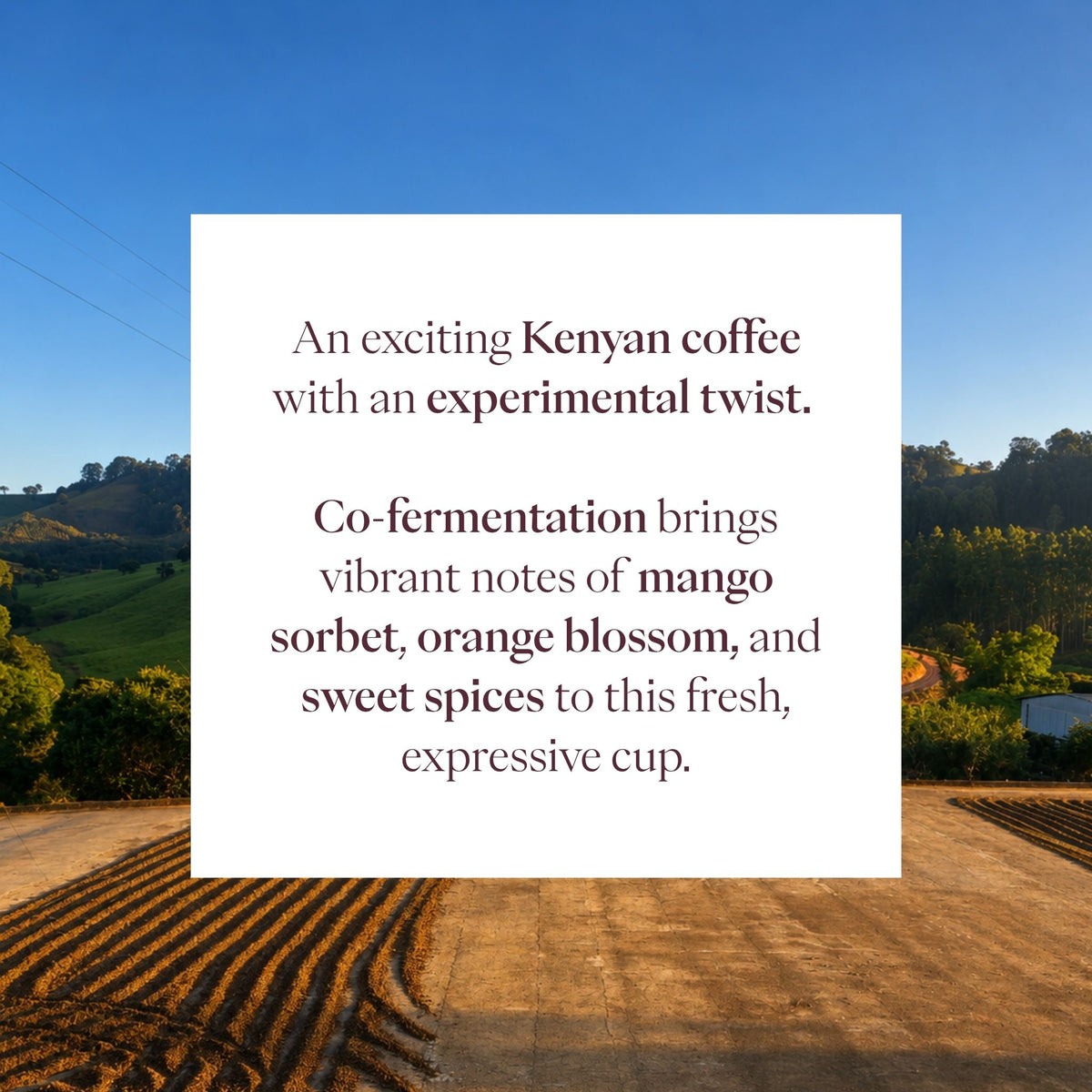 Kenya Orange Co-Fermented