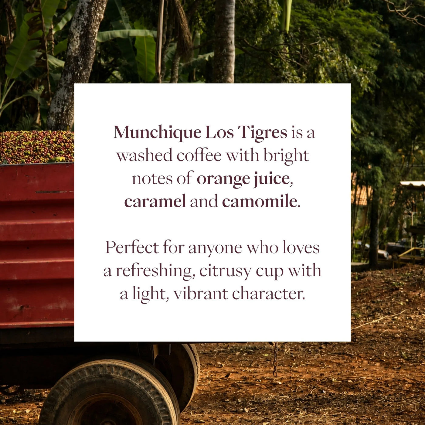 Munchique Los Tigres